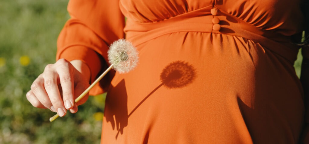 A Caucasian pregnant woman, unrecognizable, holds a stalk with a white fluffy dandelion in one hand, casting a shadow on her belly in a rural park on a sunny spring day. A close-up side view. Concept: healthy lifestyle for pregnant women, walk in the fresh air.